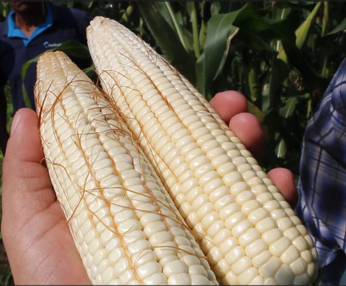 Con intermediación del Gobierno de Honduras, agroindustria y productores fijan en L. 550 precio de compra venta de maíz blanco
